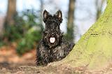 SCOTTISH TERRIER 052